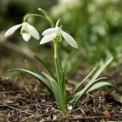 Snowdrop flower